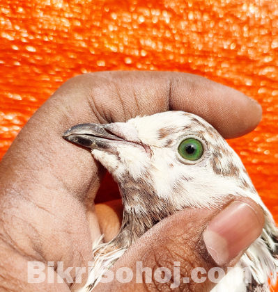 গ্রিন আইস হাই-ফ্লায়ার রানিং জোড়া